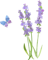 蝶とラベンダーの花のイラスト